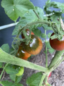 Preview: Schwarzer Maure